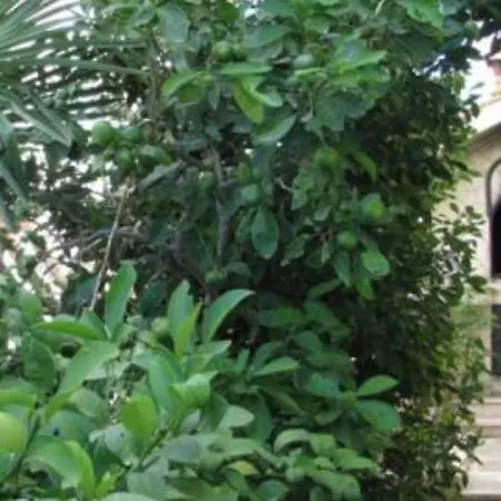 Apartamento Milakovic